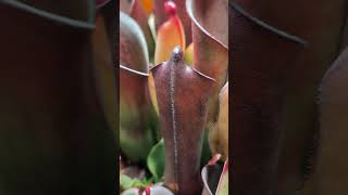 Heliamphora purpurascens  AW RSC  watch a pitcher inflate and open [upl. by Onez]