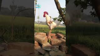 Rooster Sound  Rooster Crowing Compilation  मुर्गा की आवाज  Cock sound  Murga ki avaj [upl. by Sevart]