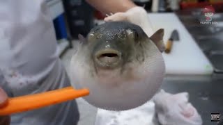 Pufferfish eats carrot full video [upl. by Melloney]