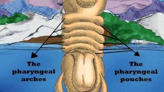 Embryology and thyroid gland [upl. by Laiceps]