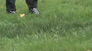 How to Grow Grass  How to Grow Grass Over the Septic Tank [upl. by Irab]