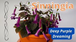 Sinningia Deep Purple Dreaming  Plant Profile [upl. by Ulrike]