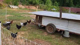 First Day Crow  Speckled Sussex Rooster 🐓 [upl. by Venetia]