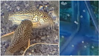 How to breed Corydoras Catfish  the complete guide for breeding cory catfish easy and successfully [upl. by Isac111]