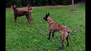 Dressage assistant  Dobermann Mayhem Der Biss Von Einherjer 8 years 2 month [upl. by Dviad]