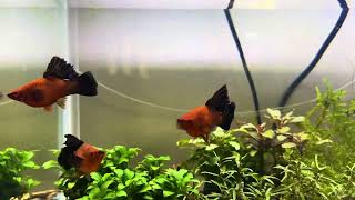 Red Wag Cauliflower Swordtail females [upl. by Illac]