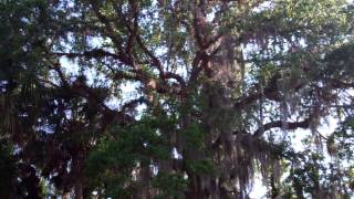 Caloosahatchee Regional Park 1 052013 [upl. by Seilenna]