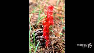 Monotropa latisquama  fungi kingdom [upl. by Lattimer66]