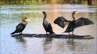 Double crested Cormorant [upl. by Horowitz]