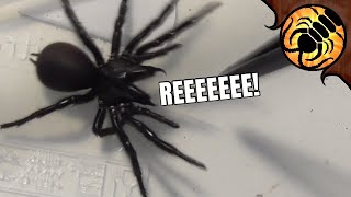 Rehousing Angry Funnel web Spiders [upl. by Liliane]