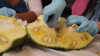 how to peel a jackfruit [upl. by Narih]