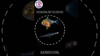 Fascinating deepsea creatures  Blackwater dive blackwater divethailand diveburma nightdive [upl. by Nerek17]