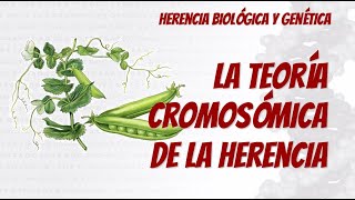 Teoría Cromosómica de la Herencia [upl. by Chatav]