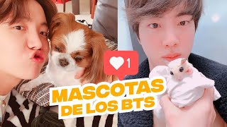 Conoce a las Mascotas de los Integrantes de BTS [upl. by Gnuy996]