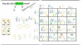 Dihybrid and TwoTrait Crosses [upl. by Enomor]