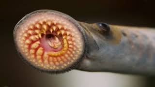 Sea lamprey Facts Interesting Facts about Sea lamprey Facts about Sea lamprey [upl. by Bonnibelle493]