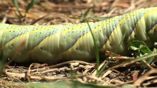 Chenille du papillon Sphinx Tête de mort filmée par André Marseul [upl. by Chapen]