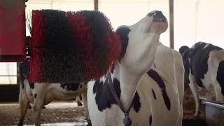 Dairy Cow Relaxing Video [upl. by Ellicott]