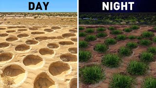 How To Survive In The Sahara Desert At Night  Free Documentary 2024 [upl. by Trellas]