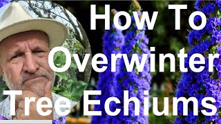 How To Overwinter Tree Echium  Echium pininana [upl. by Procto]