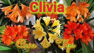 Clivia  Care and Growing Tips [upl. by Wilkey8]