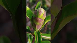 Pokok bisa ular Hopheaded barleria flowers plants [upl. by Mccowyn74]