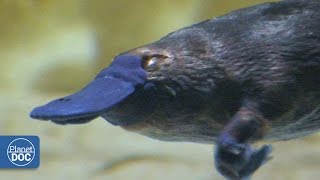 Duckbill Platypus  Australia [upl. by Kazimir]