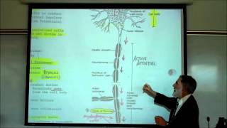 Structure amp Types of Neurons by Professor Fink [upl. by Vijnas]