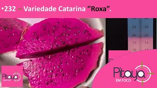 232  Variedade Catarina quotRoxaquot [upl. by Aekal]