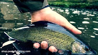 Fly Fishing For Grayling With A Team Of 3 Czech Nymphs [upl. by Ybreh839]