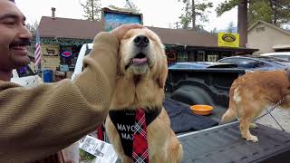 How a Dog became the Mayor of Idyllwild California  Mayor Max [upl. by Petromilli]