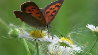 ベニシジミ Lycaena phlaeas [upl. by Ednyl]