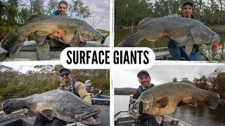 River Monsters Murray Cod Surface Fishing Compilation [upl. by Martine697]