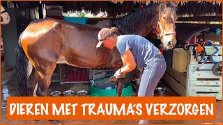 Verzorging van onze paarden  DierenpraatTV [upl. by Wanda]