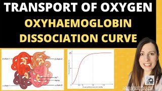 Alevel Biology Structure of HAEMOGLOBIN and Oxyhaemoglobin dissociation curves [upl. by Lanni]