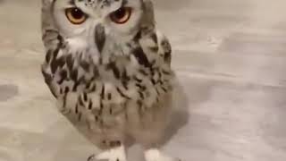 Nice owl walking on floor 😊 [upl. by Marquita]