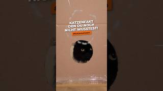 Katzenfakt Deshalb passen Katzen durch die kleinsten Öffnungen katze katzenleben katzenliebe [upl. by Nagud390]