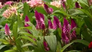 Celosia offers color and variety for summer gardens [upl. by Okorih]