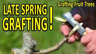 LATE SPRING GRAFTING  Grafting Fruit Trees [upl. by Aihsenad723]