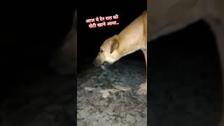 pahala pahala pyar hai viral youtubeshorts doglover animallover [upl. by Rosane]