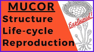 Structure Sexual and Asexual Reproduction Biological Life Cycle of Mucor Fungi  Mycology Botany [upl. by Modie]