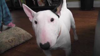 Mini Bull Terrier very annoying bark [upl. by Garlanda]