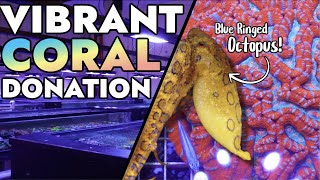 Vibrant Corals Has A VENOMOUS Blue Ringed Octopus  Donates Coral to the Reef Builders Studio [upl. by Neuburger]