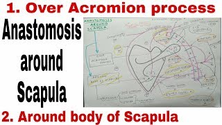 Anastomosis Around Scapula  Body of Scapula and Acromion Process [upl. by Araccat643]