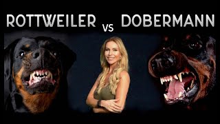 THE DOBERMAN VS THE ROTTWEILER  WHO IS FIERCEST [upl. by Odel]