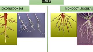 Angiospermas Dicotiledóneas y Monocotiledóneas  características [upl. by Thorsten435]