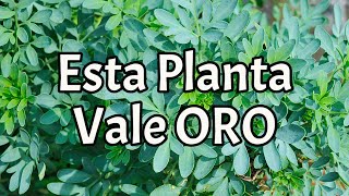 🌿 ¿Cómo usar la Planta RUDA para ATRAER la Buena Suerte y el Dinero [upl. by Hsivat]