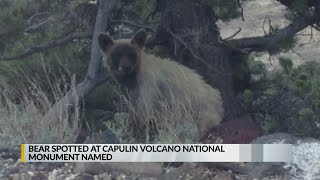 Bear spotted at Capulin Volcano National Monument named [upl. by Nealey]