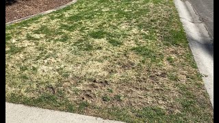 Total Lawn Renovation Using Seed  Dont Buy Sod [upl. by Eibur]