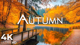 Enchanting Autumn Forests with Beautiful Piano Music🍁4K Autumn Ambience amp Fall Foliage 20 [upl. by Funda]